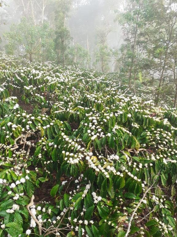 La Paz Coorg Homestay At Madikeri Town Eksteriør bilde